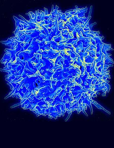 t-cells