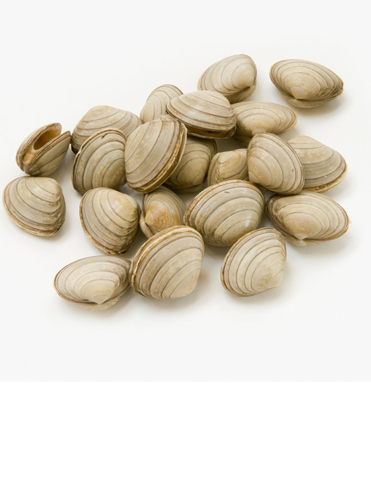 Mollusk